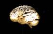 Vue d'un cerveau humain, prise le 16 novembre 2010 Ã  New York, lors d'une exposition sur le cerveau ("Brain: The inside story") (©  - Emmanuel Dunand)